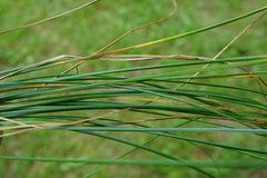 Poa angustifolia