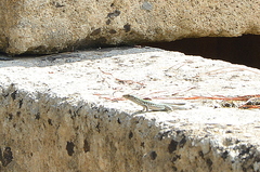 Podarcis siculus siculus