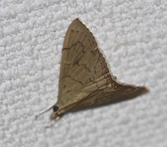 Hyalobathra crenulata