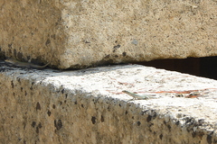 Podarcis siculus siculus