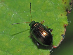 Crepidodera aurea