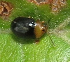 Nisotra