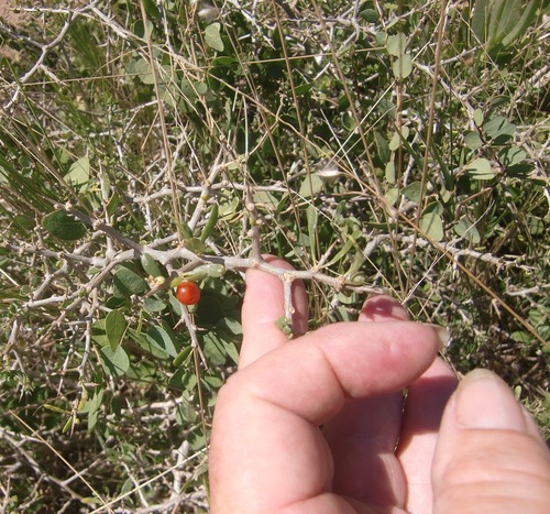 Kleinkaroo Honeythorn (Lycium tenue)