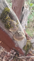 Phellinus arctostaphyli