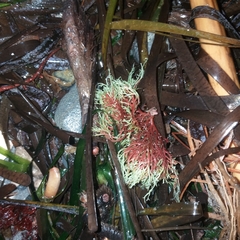 Sphaerococcus coronopifolius