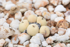 Conophytum calculus