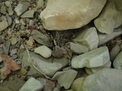 Geolycosa charitonovi