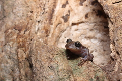 Craugastor yucatanensis