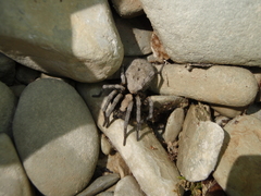 Geolycosa charitonovi