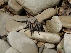 Geolycosa charitonovi