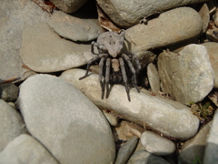 Geolycosa charitonovi