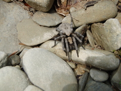 Geolycosa charitonovi