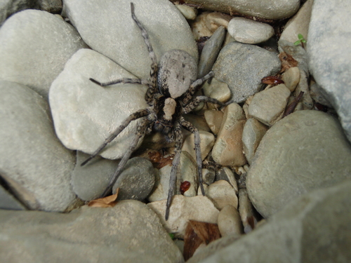 Geolycosa charitonovi