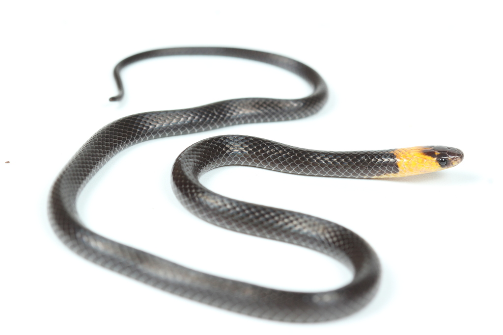 Blackbelly Centipede Snake