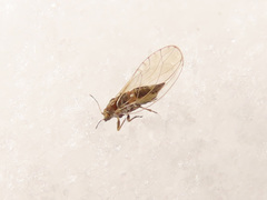 Trioza urticae