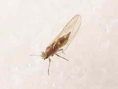 Trioza urticae