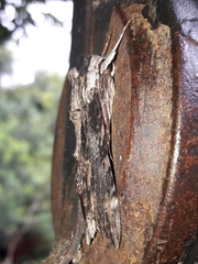 Erinnyis oenotrus