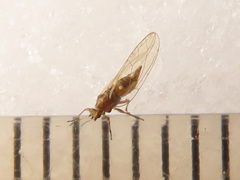 Trioza urticae