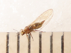 Trioza urticae