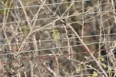 Empidonax occidentalis
