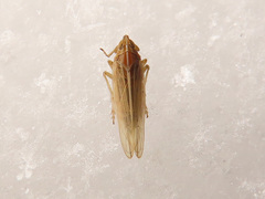 Stenocranus minutus