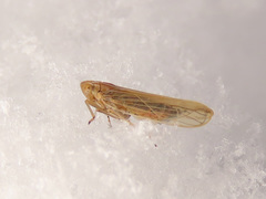 Stenocranus minutus