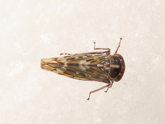 Stenidiocerus poecilus
