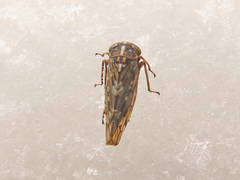Stenidiocerus poecilus