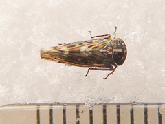 Stenidiocerus poecilus