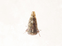 Stenidiocerus poecilus