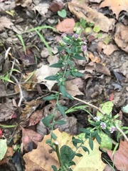 Dicliptera brachiata