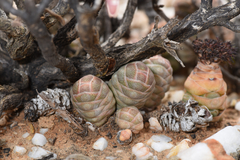 Crassula barklyi