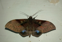 Ischyja manlia