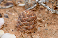 Crassula barklyi