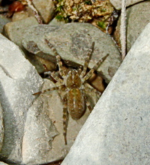Arctosa cinerea