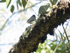 Myiarchus tuberculifer