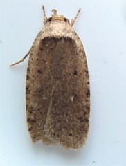 Agonopterix nigrinotella