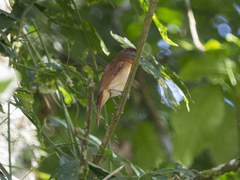 Pachyramphus castaneus