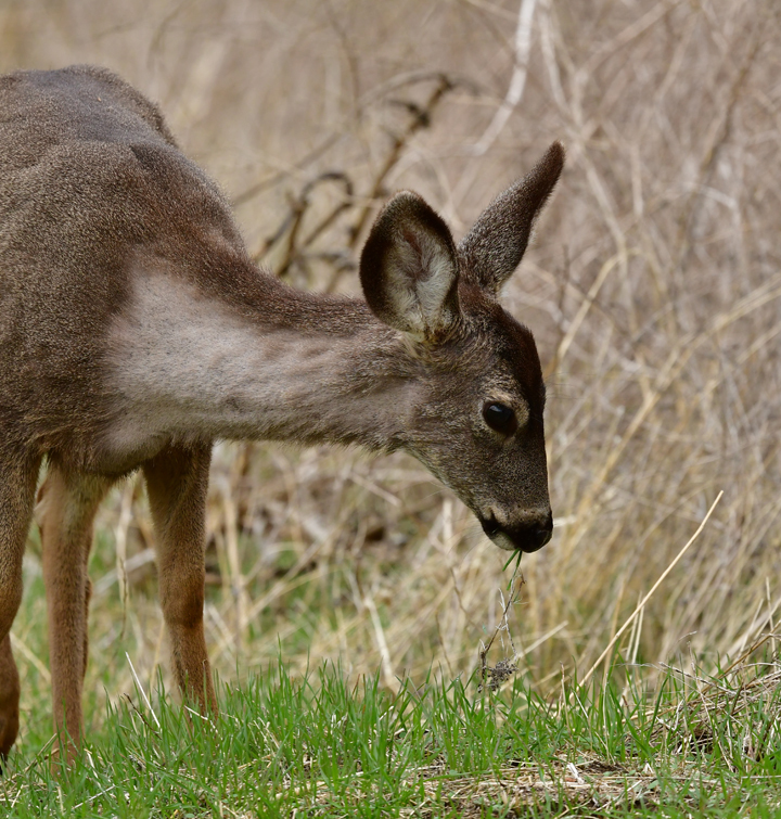 california-mule-deer-from-los-angeles-county-ca-usa-on-february-1
