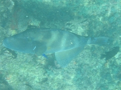 Pseudobalistes naufragium