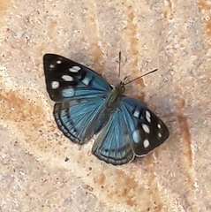 Dynamine tithia tithia