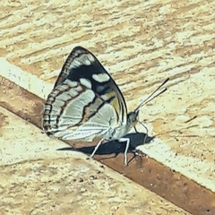 Dynamine tithia tithia