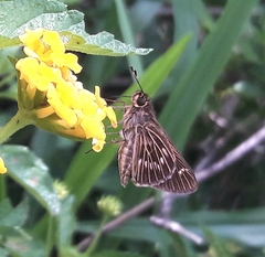 Vehilius stictomenes stictomenes