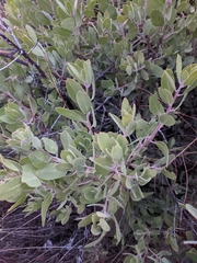 Arctostaphylos pungens