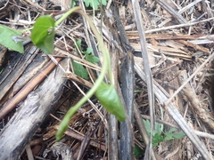 Calystegia sepium roseata