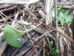Calystegia sepium roseata