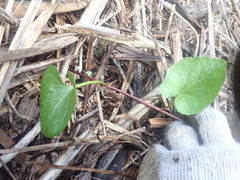 Calystegia sepium roseata