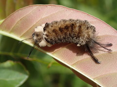 Apatelodidae