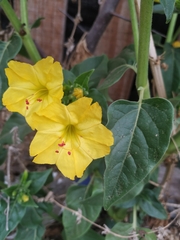 Mirabilis