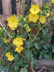 Mirabilis